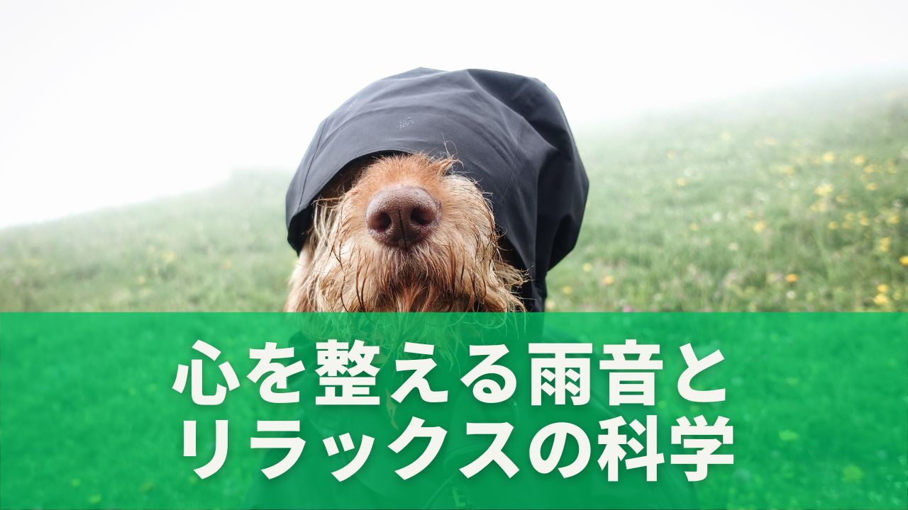 しとしとと降る雨
